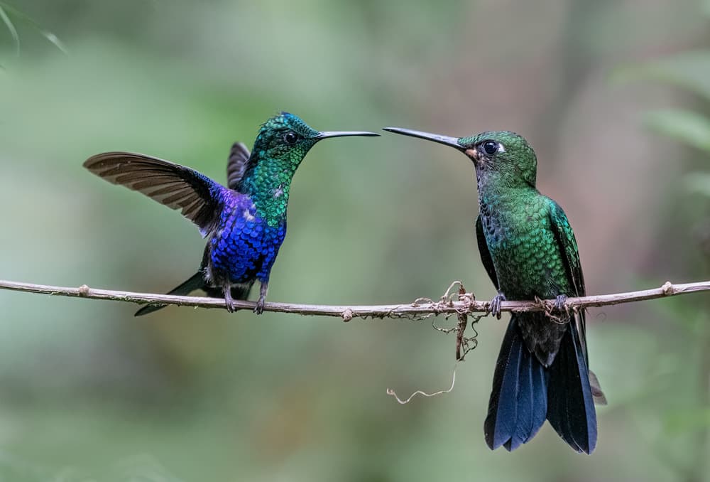 Vibrant Hummingbird Encounter by Sheila Xu — canvas wall art