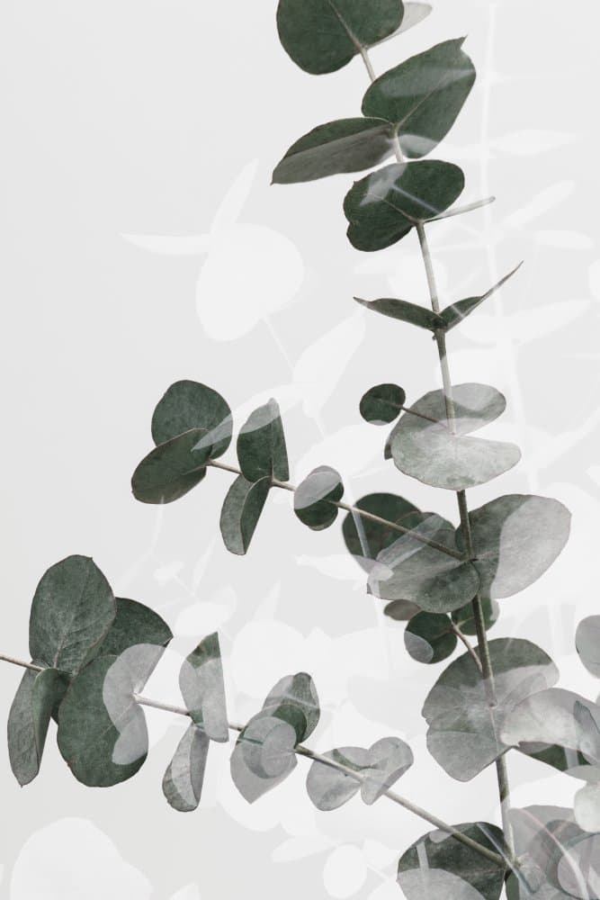 Soft Eucalyptus Branches by Pictufy Studio III — canvas wall art