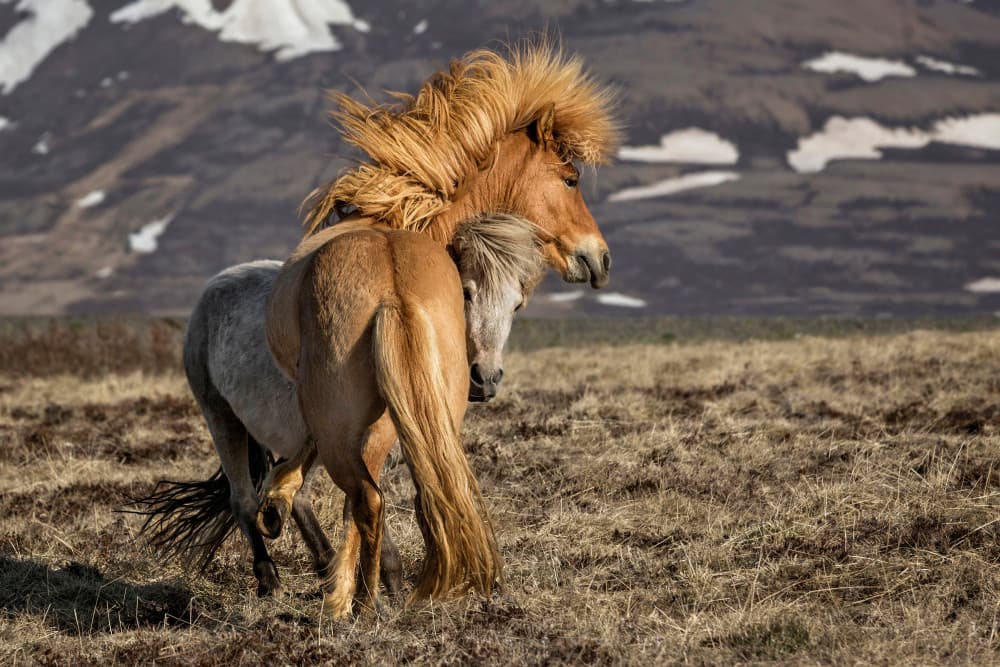 Playful Icelandic Horses by Bragi Ingibergsson - BRIN — canvas wall art