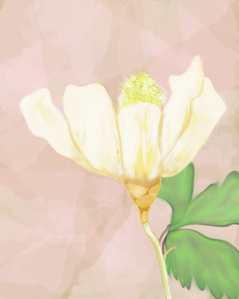 Soft White Bloom by Sannel Larson — canvas wall art