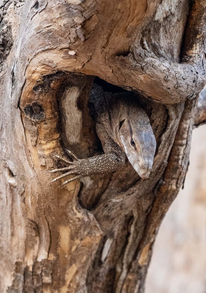 Curious Tree Lizard by Manish Nagpal — canvas wall art