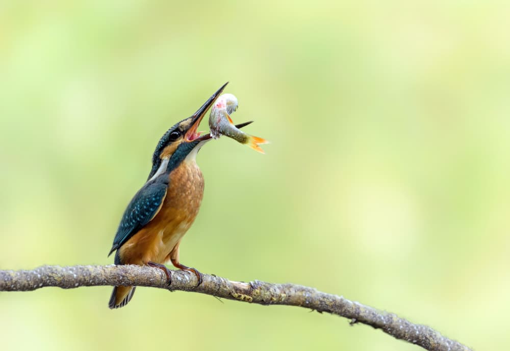 Kingfisher's Fresh Catch by אייל בר אור • Eyal Bar Or — canvas wall art