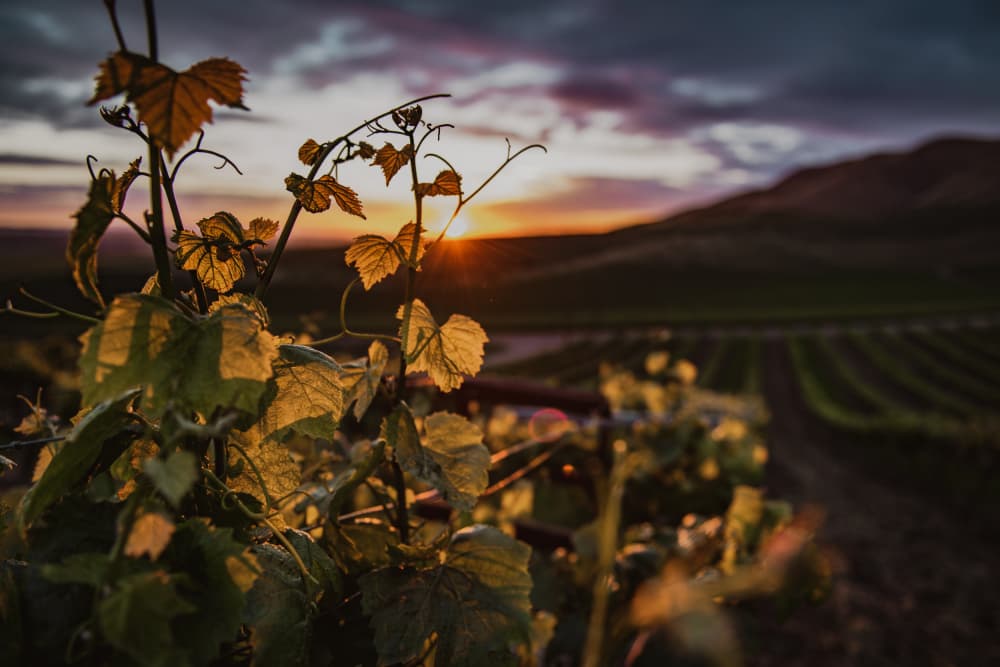 Golden Vineyard Sunset by Tim Mossholder — canvas wall art