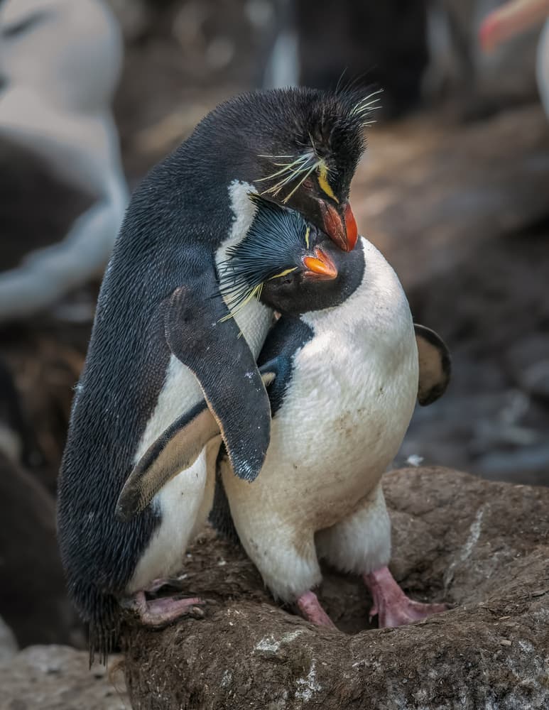 Rockhopper Penguin Embrace by YY DB — canvas wall art