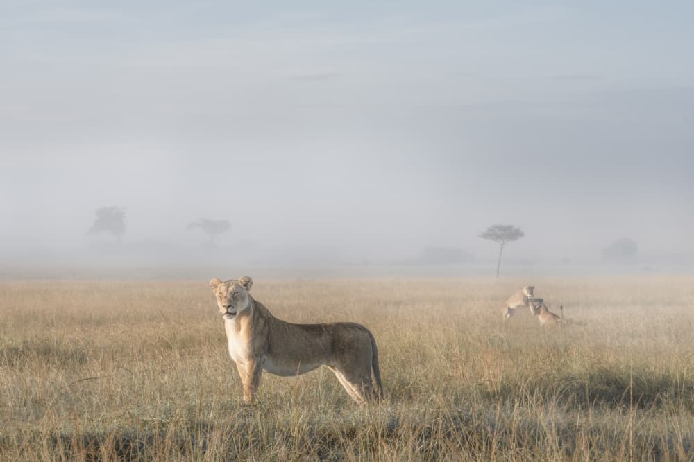 Lions in Morning Fog by Roberto Marchegiani — canvas wall art