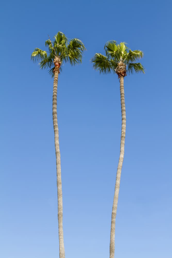 Tall Palm Trees Blue Sky by Melanie Viola — canvas wall art