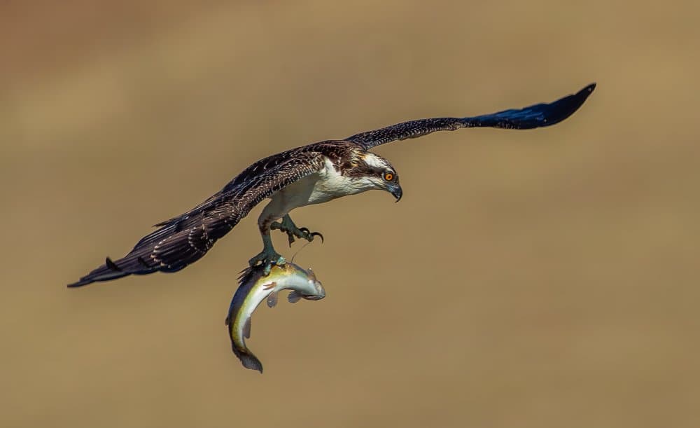 Flying Osprey's Catch by Johnson Huang — canvas wall art