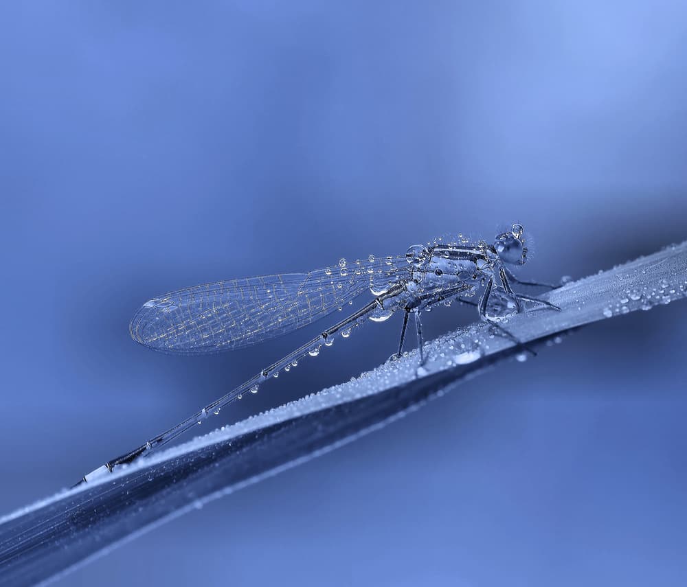 Blue Damselfly Morning Dew by Thierry Dufour — canvas wall art