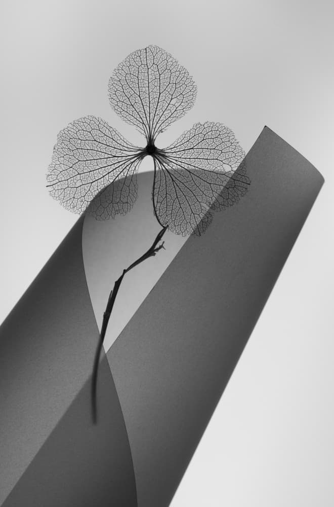 Delicate Skeleton Leaf by Shihya Kowatari — canvas wall art