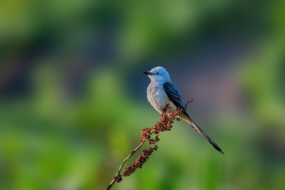 Serene Long-Tailed Bird by Jacob (Jian) Xu — canvas wall art