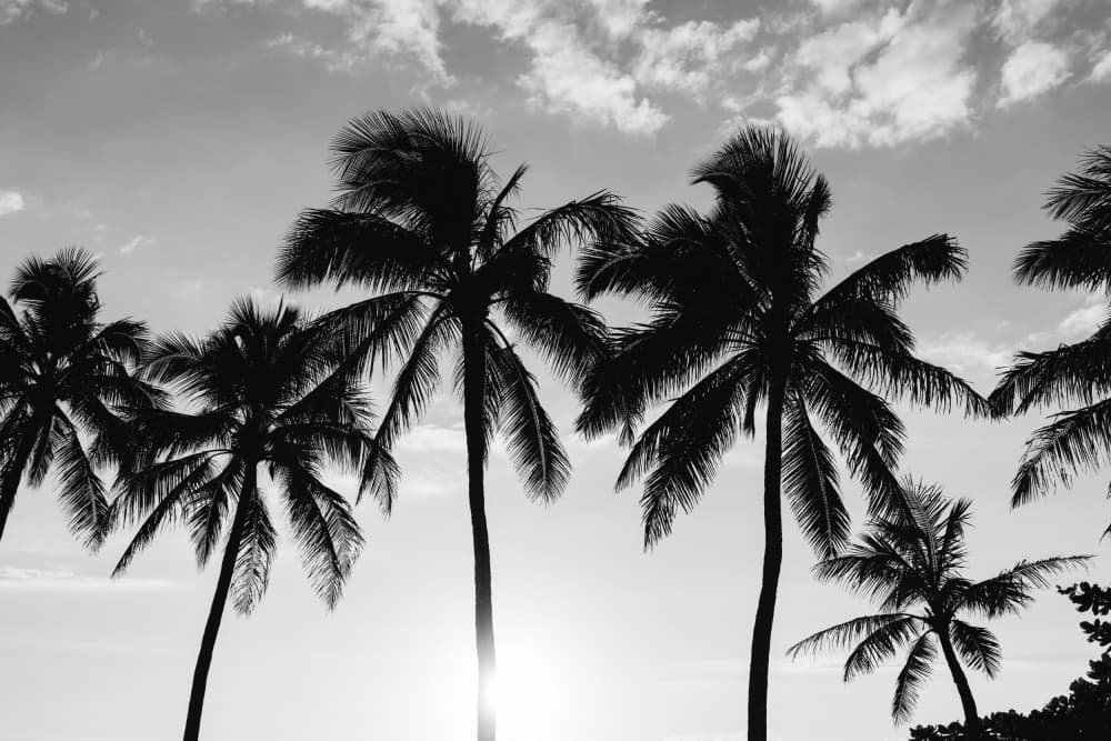 Tropical Sunset Palms by Bethany Young — canvas wall art