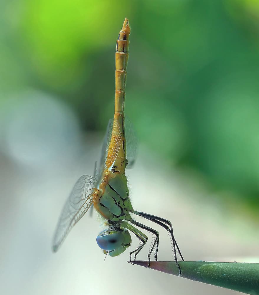 Blue Eyed Dragonfly by Thierry Dufour — canvas wall art