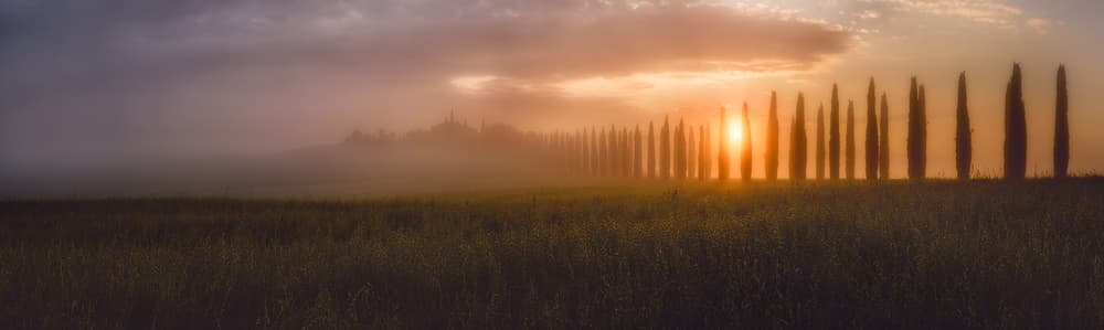 Golden Cypress Mist by Javier de la Torre — canvas wall art
