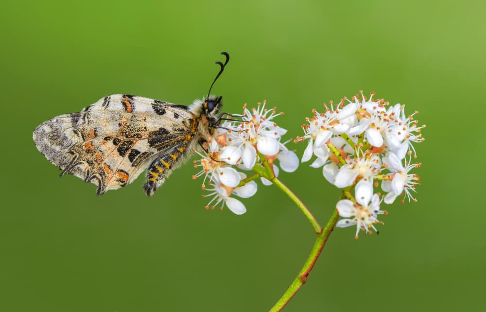 Butterfly on White Blossoms by Mustafa öztürk — canvas wall art