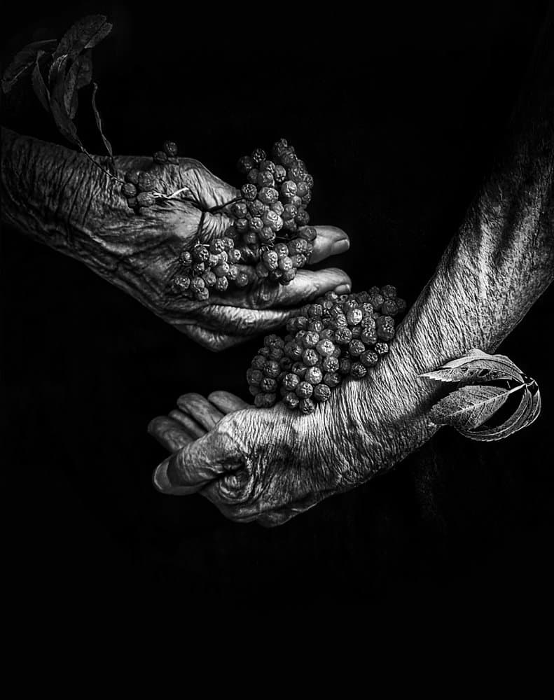 Aged Hands Berries by Ingrida Urbonavičienė — canvas wall art