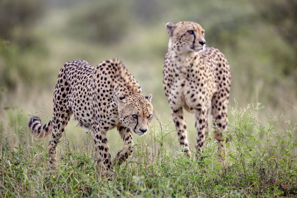 Majestic Cheetah Pair by Alessandro Catta — canvas wall art