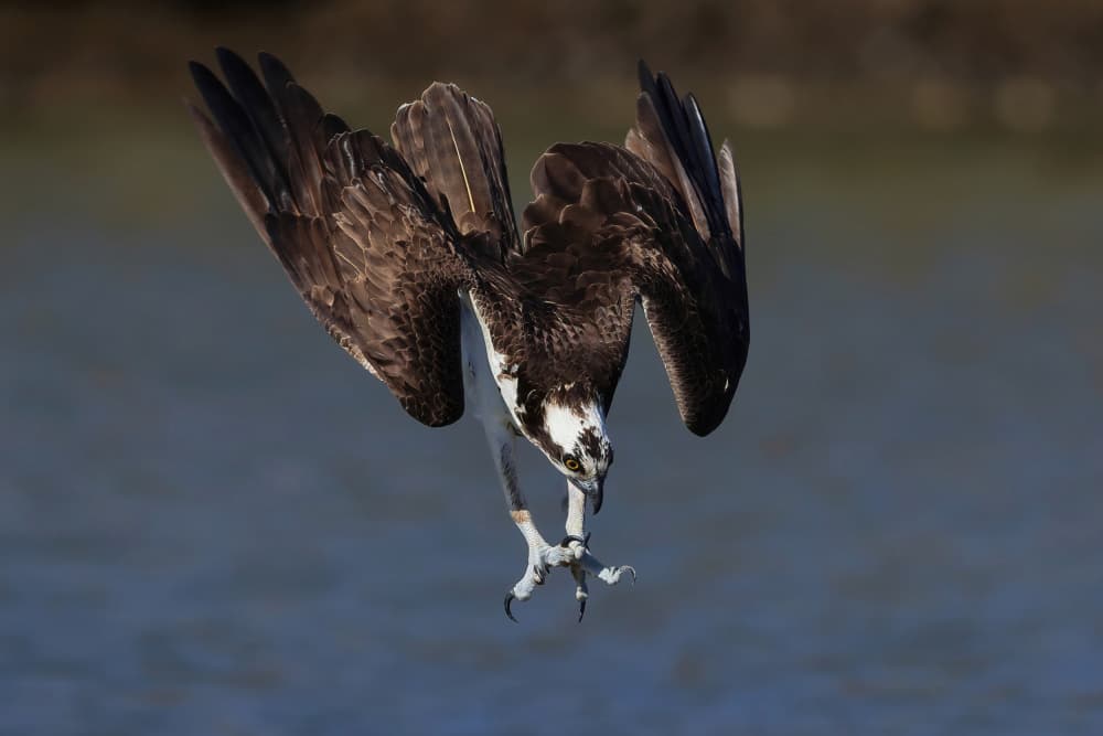 Osprey's Fishing Dive by Gavin Lam — canvas wall art