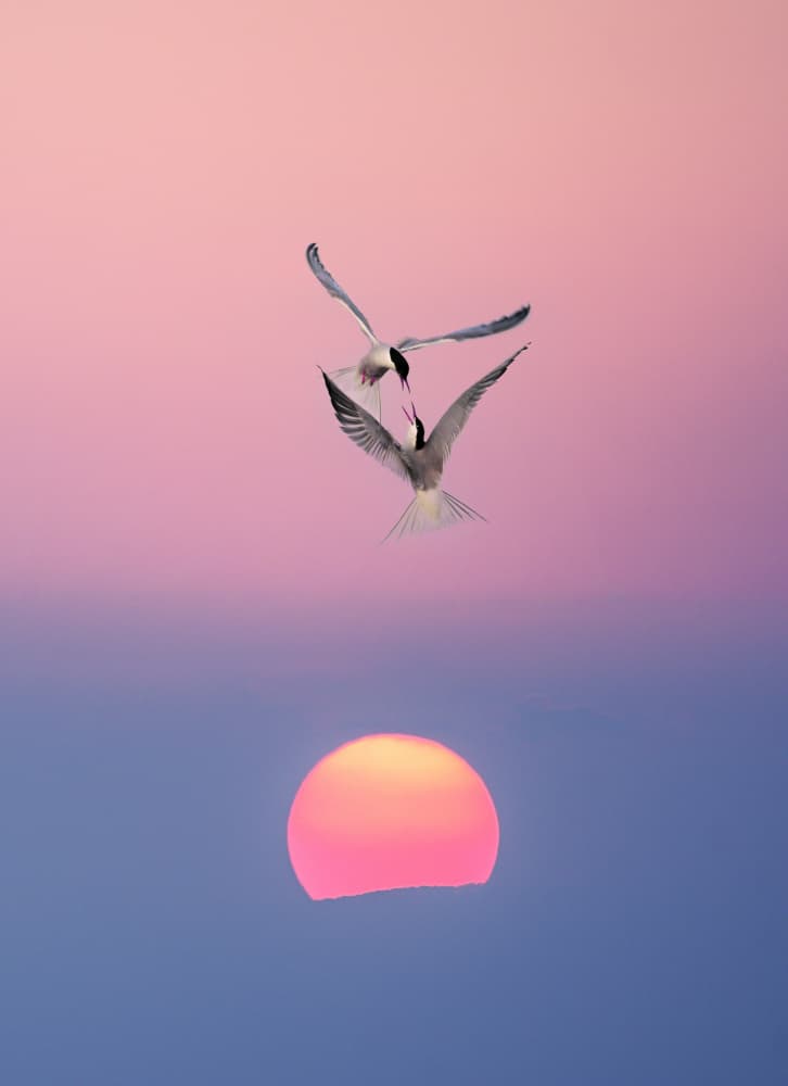 Romantic Sunset Flight by אייל בר אור • Eyal Bar Or — canvas wall art