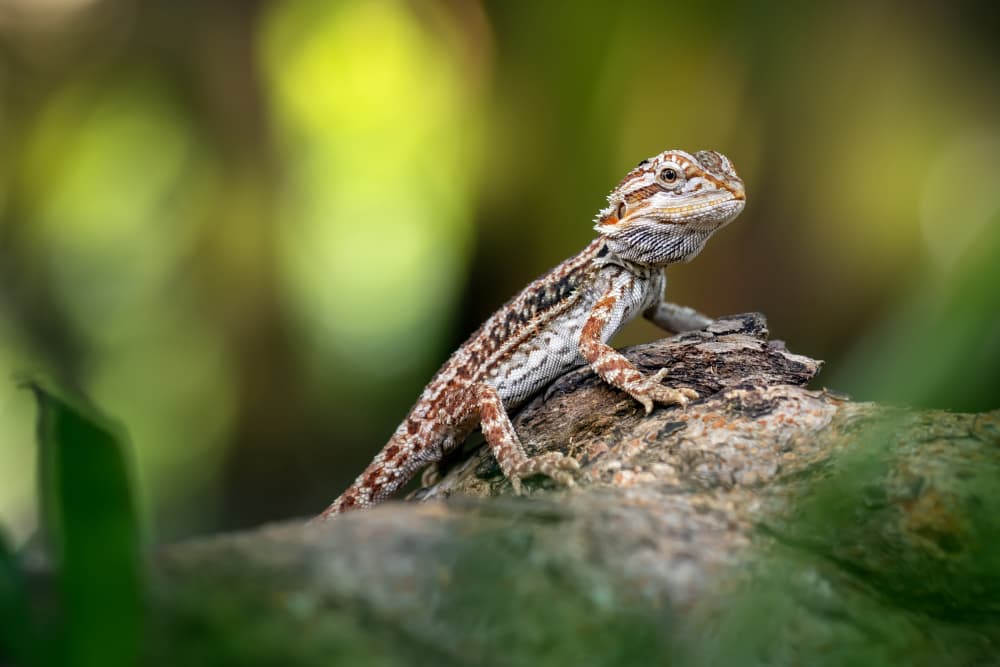 Curious Baby Lizard by Fauzan Maududdin — canvas wall art