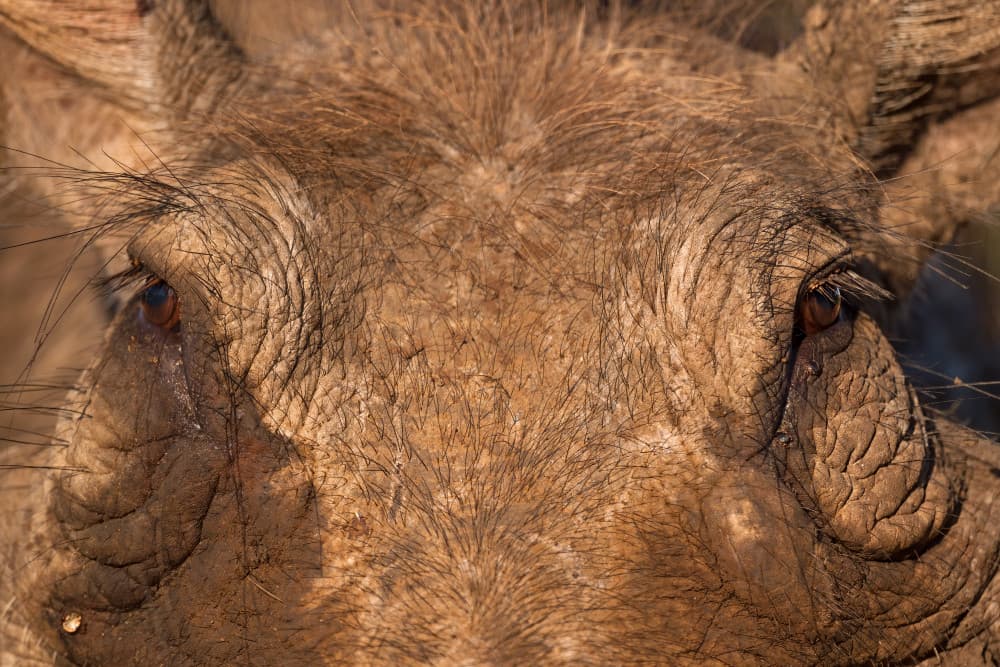 Intense Warthog Eyes by Marco Pozzi — canvas wall art