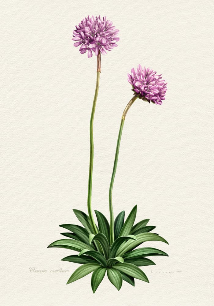 Purple Botanical Bloom by Juan Hernaz — canvas wall art