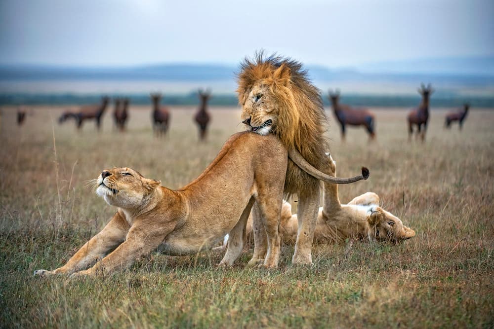 Majestic Lions Mating by Xavier Ortega — canvas wall art