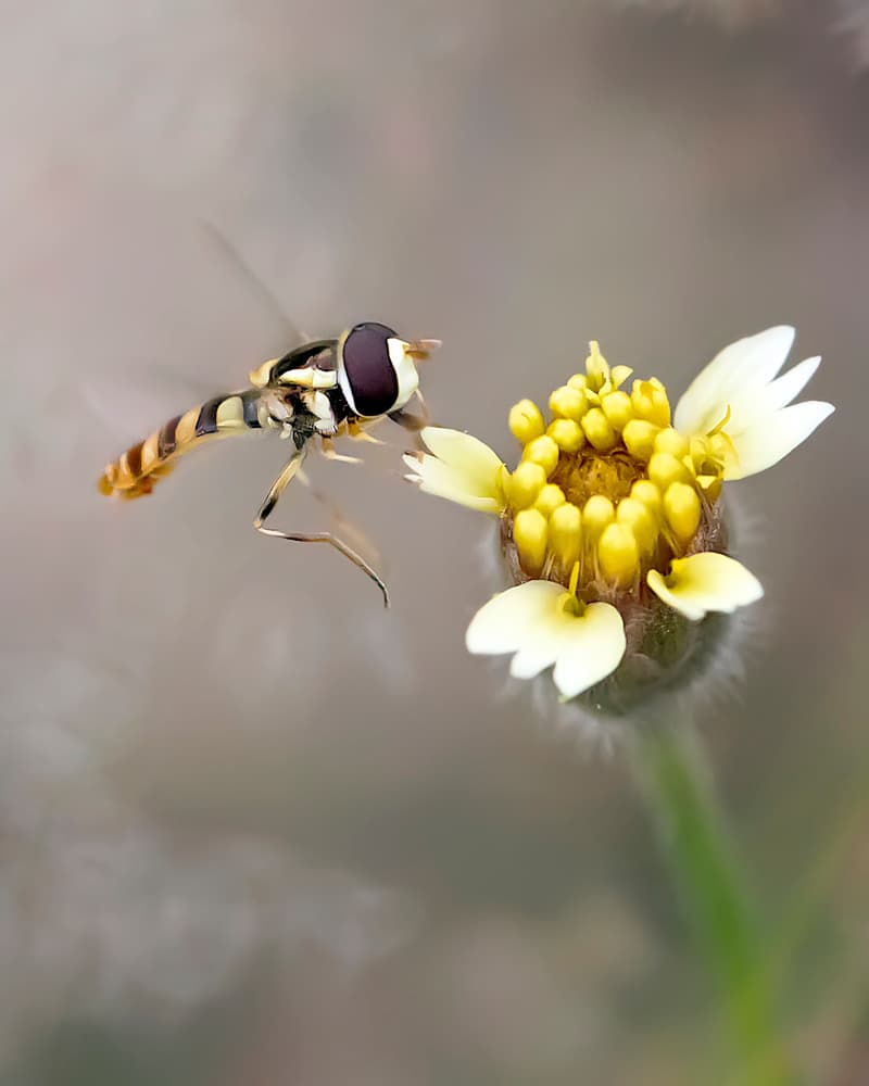 Hovering Fly and Flower by Fauzan Maududdin — canvas wall art