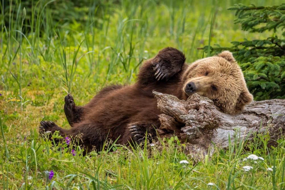 Peaceful Grizzly Family by Mark Strom — canvas wall art