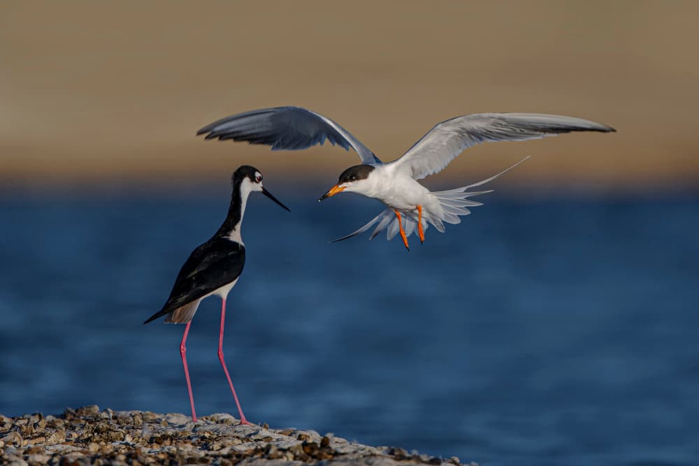 Coastal Bird Encounter by Tracy — canvas wall art