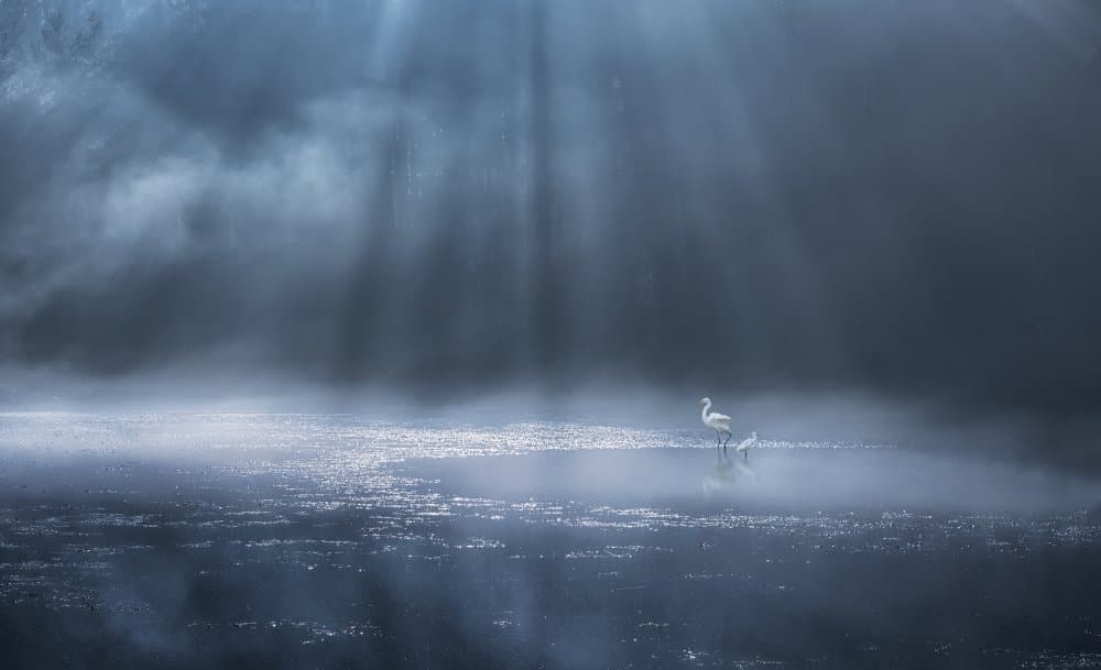 Light Rays on Egrets by Uschi Hermann — canvas wall art