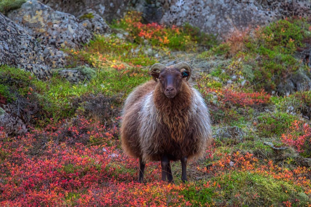 Fluffy Autumn Ram by Judith Kuhn — canvas wall art