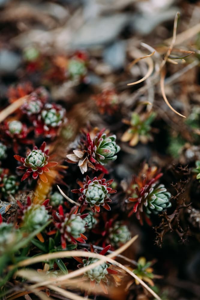 Vibrant Succulent Garden by Javier Pardina — canvas wall art
