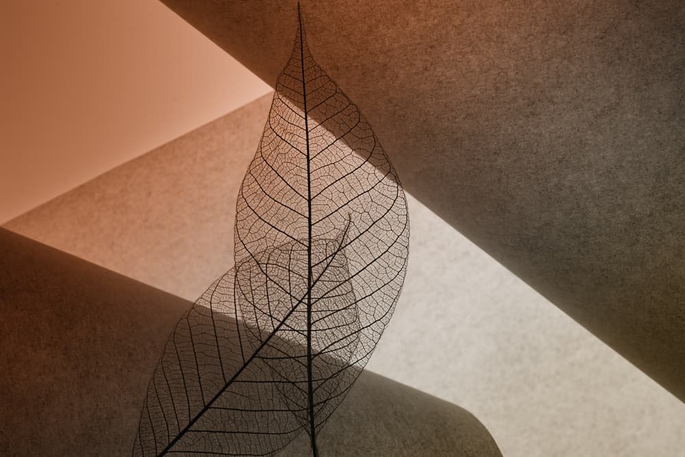 Delicate Skeleton Leaves by Shihya Kowatari — canvas wall art