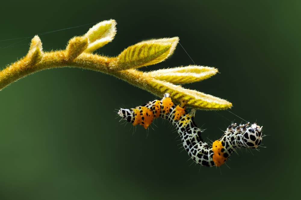 Orange Spotted Caterpillar by HuongHoang — canvas wall art