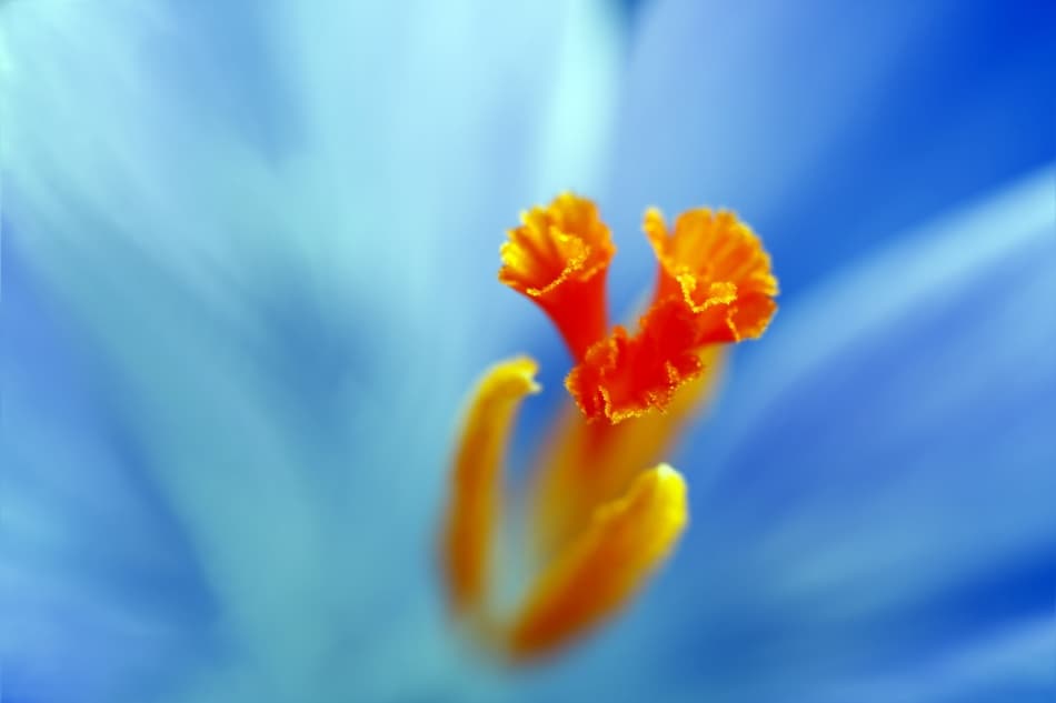 Vibrant Blue Bloom by Niels Christian Wulff — canvas wall art