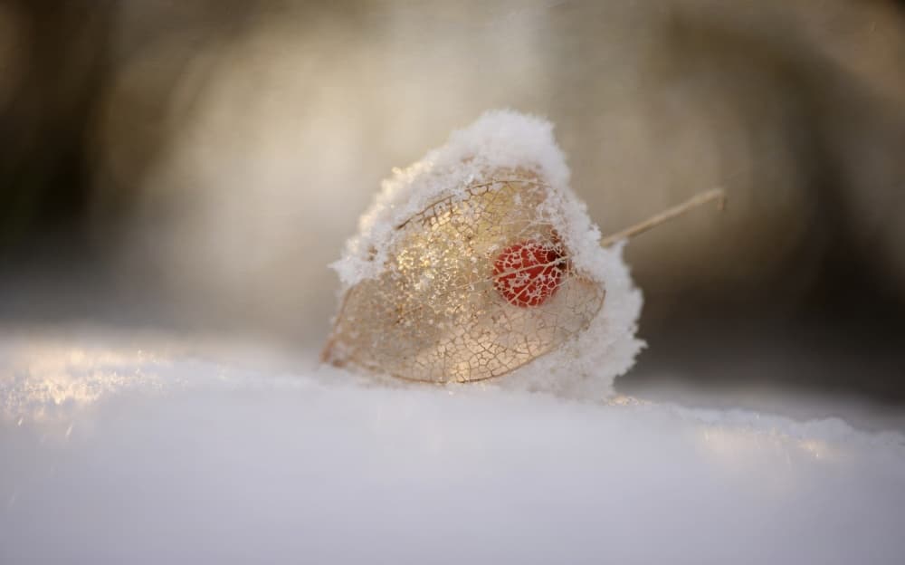 Frosted Chinese Lantern by Lotte Grønkjær — canvas wall art