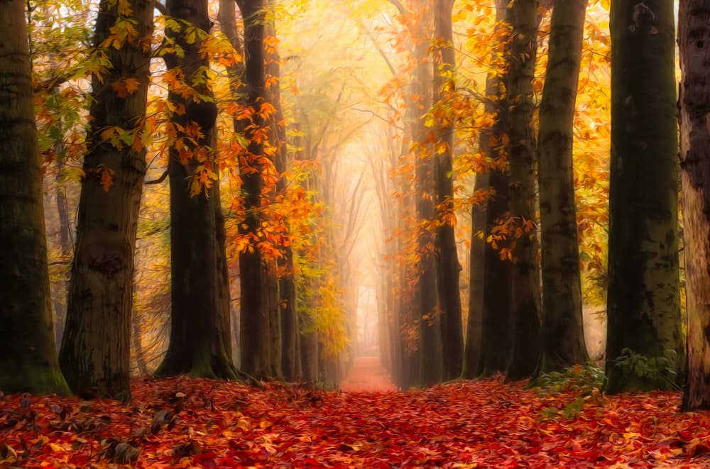 Golden Autumn Path by Hilda van der Lee — canvas wall art