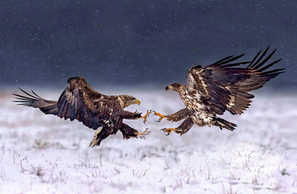 Eagles Battle In Snow by Xavier Ortega — canvas wall art