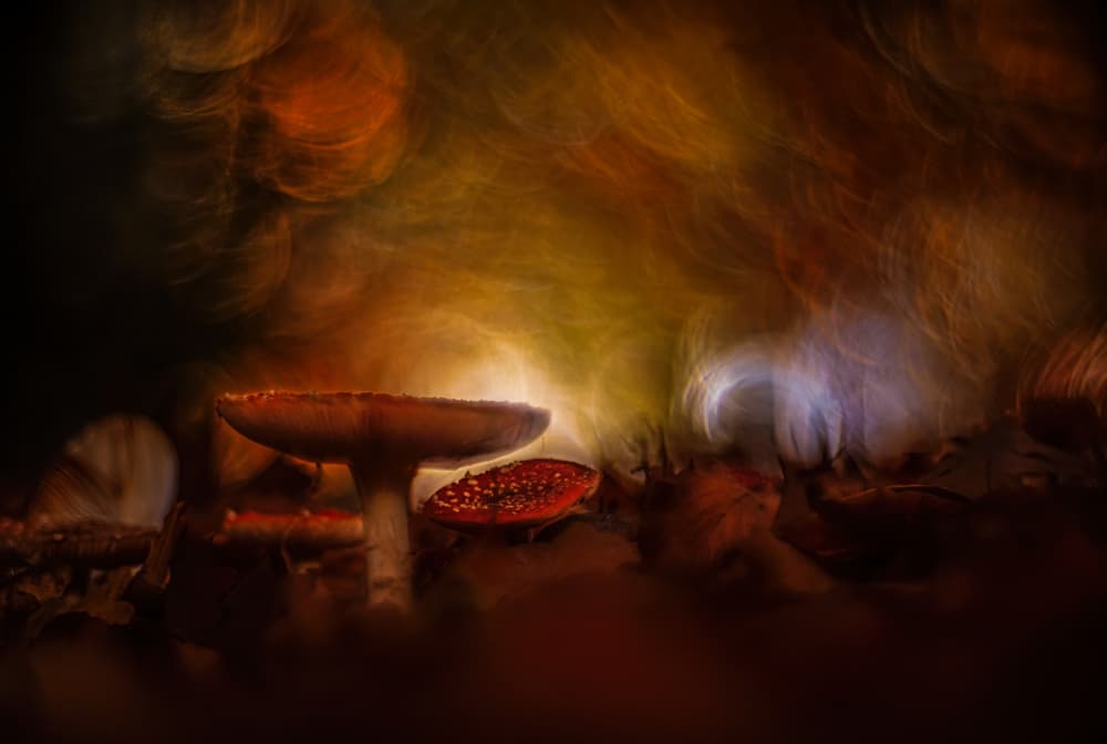 Enchanted Forest Mushrooms by Jan van der Linden — canvas wall art