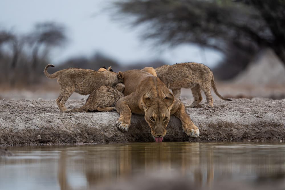 Lioness Drinking With Cubs by Johan Enslin — canvas wall art