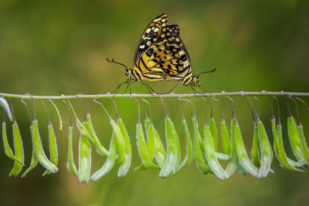 Vibrant Butterfly on Stem by אייל בר אור • Eyal Bar Or — canvas wall art