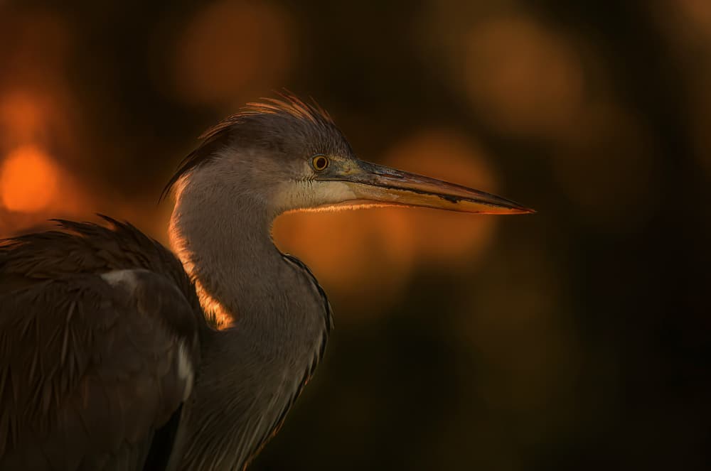 Heron in Golden Light by Corry DeLaan — canvas wall art