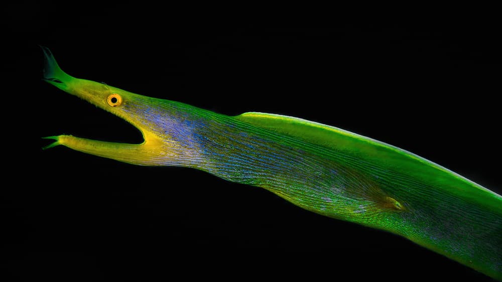 Vibrant Ribbon Eel by Jennifer Lu — canvas wall art