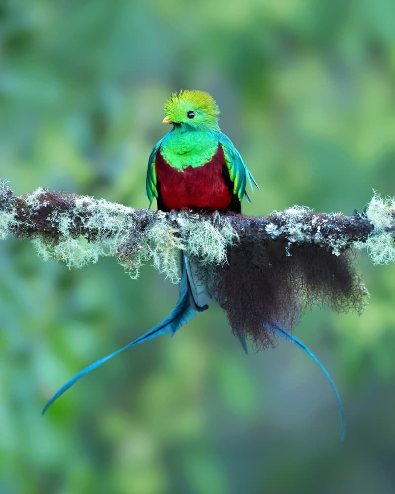 Resplendent quetzal by Milan Zygmunt — canvas wall art