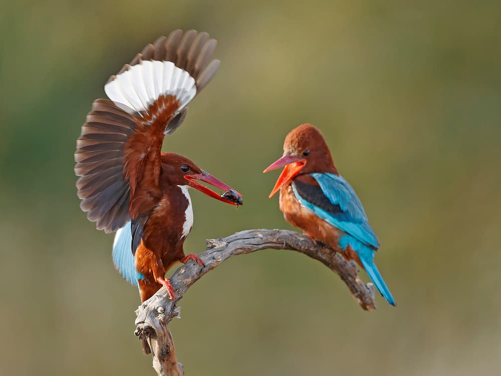 Winged Kingfisher Meal by Shlomo Waldmann — canvas wall art