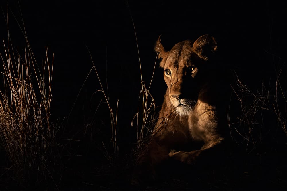 Night Lioness Gaze by Amnon Eichelberg — canvas wall art