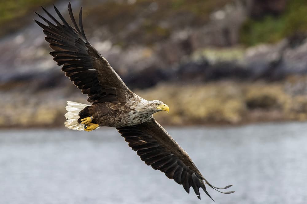 Wild Sea Eagle Soaring by Marco Redaelli — canvas wall art