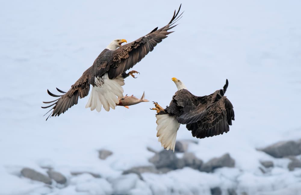 Winter Eagles Fish Fight by Yu Cheng — canvas wall art