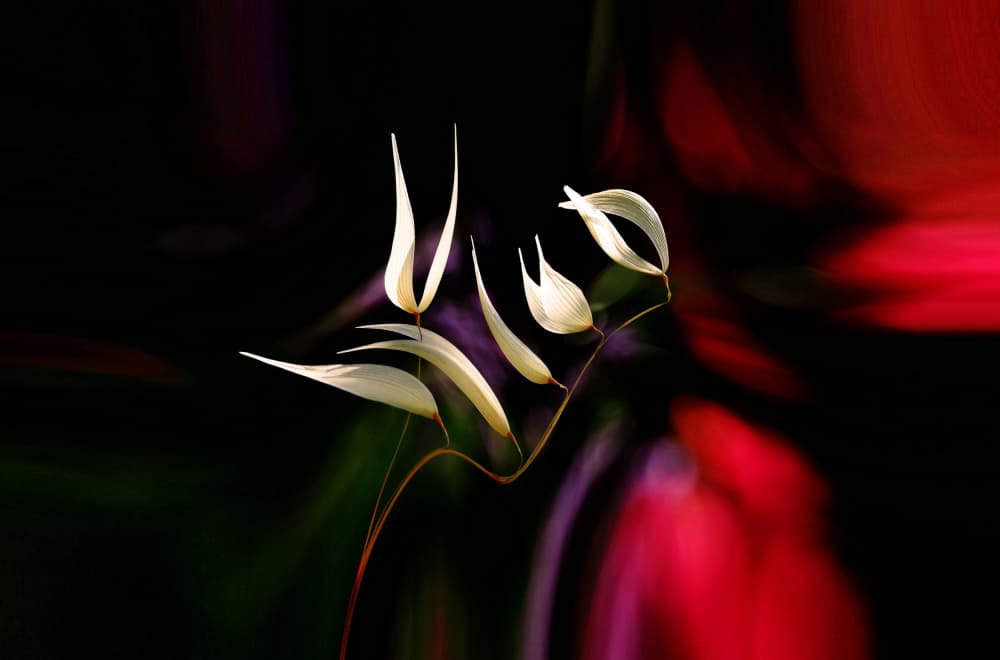 Elegant Botanical Curves by Thierry Dufour — canvas wall art