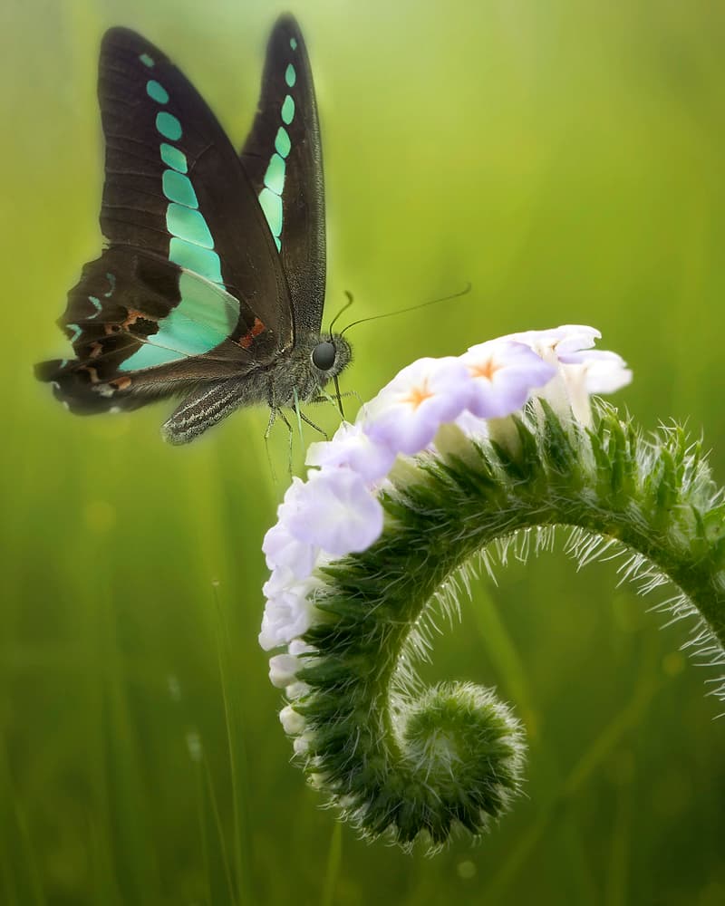 Teal Butterfly Bloom by Fauzan Maududdin — canvas wall art